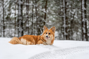 Welsh Corgi Pembroke on a walk in a beautiful winter forest