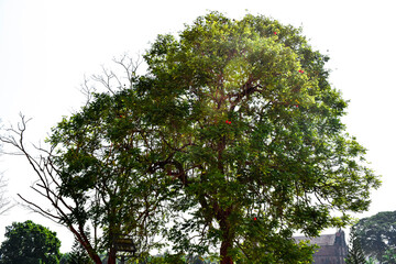African tulip tree with white background having red flowers and green leaves