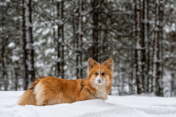 Welsh Corgi Pembroke on a walk in a beautiful winter forest