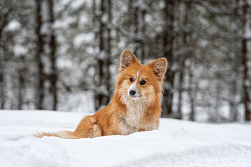 Welsh Corgi Pembroke on a walk in a beautiful winter forest