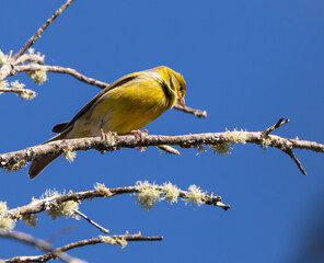 Atlantic Canary