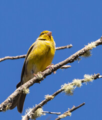 Atlantic Canary
