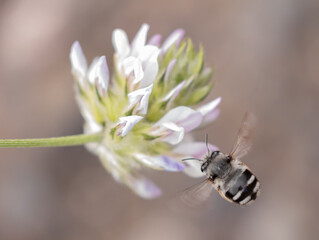 White banded Digger Bee