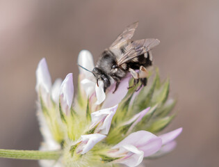 White banded Digger Bee