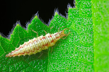 Chrysopa larvae live on wild plants, North China