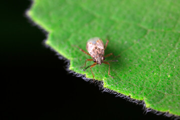 shieldbug inhabit wild plants in North China