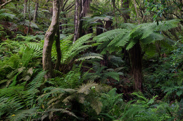 Rainforest with golden tree fern Dicksonia fibrosa to the right. Taieri River Scenic Reserve. Otago. South Island. New Zealand.