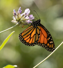 African Monarch Butterfly
