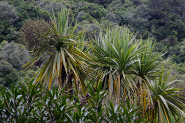 Cabbage tree Cordyline australis in bloom. Taieri River Scenic Reserve. Otago. South Island. New Zealand.