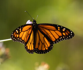 African Monarch Butterfly