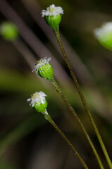Wild flowers in Taieri River Scenic Reserve. Otago. South Island. New Zealand.