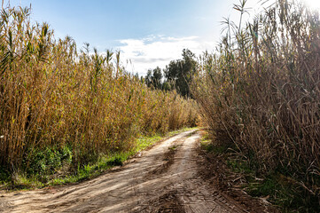 Fototapeta na wymiar Photograph of Pasaggio della Campagna della Sardegna, with Trees and Spontaneous Vegetation, Country Road and Railway in a Rural Scenario, Panoramic View