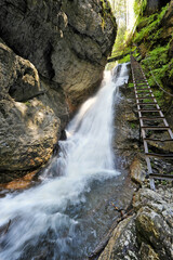 Obraz premium velky sokol