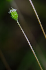 Wild flower in Taieri River Scenic Reserve. Otago. South Island. New Zealand.
