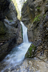 Obraz premium velky sokol