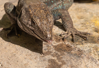 Lizards, close-up