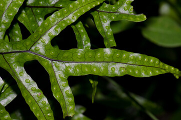 Fronds of kangaroo fern Zealandia pustulata. Taieri River Scenic Reserve. Otago. South Island. New Zealand.