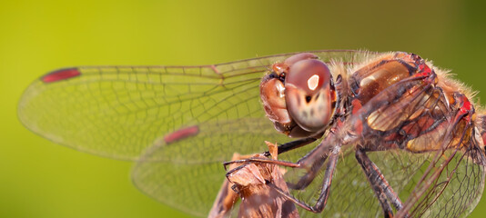 Common Darter Dragonfly