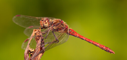 Common Darter Dragonfly