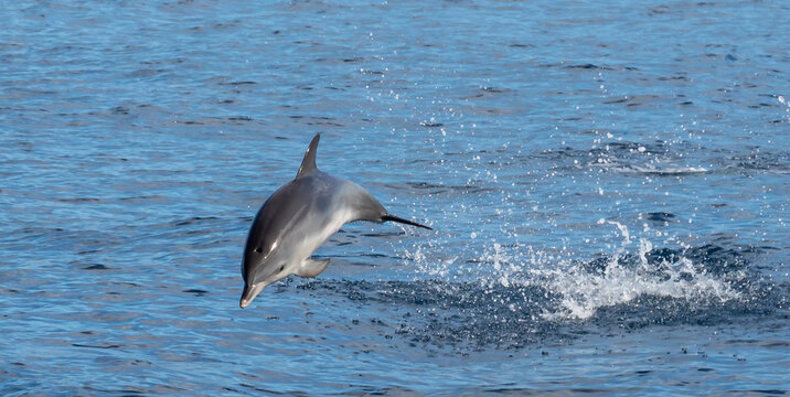 Dolphins Playing In Waves