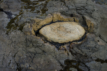 Fossilized tree in Curio Bay. The Catlins. Southland. South Island. New Zealand.