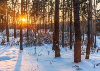 Winter snow forest at sunset, Ukraine 