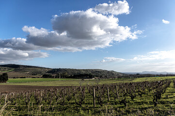 Fototapeta premium Photo by Pasaggio della Campagna della Sardegna, with Trees and Spontaneous Vegetation in a Rural Scenario, Panoramic View