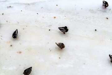 Ducks on the winter city ice as a natural background.