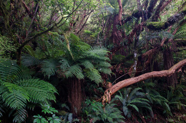 Rainforest with golden tree ferns Dicksonia fibrosa. The Catlins. Otago. South Island. New Zealand.