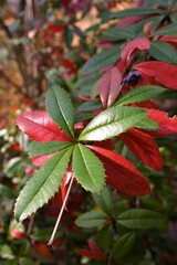 Herbstlaub, Tessin