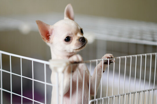The little dog looks plaintively out of the cage.