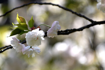 八重桜 白い花アップ