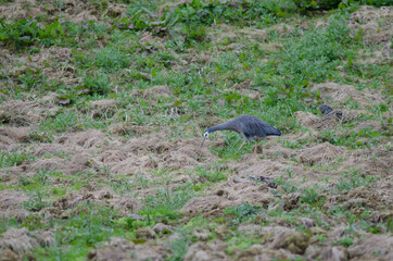 White-faced heron Egretta novaehollandiae searching for food. The Catlins. Otago. South Island. New Zealand.