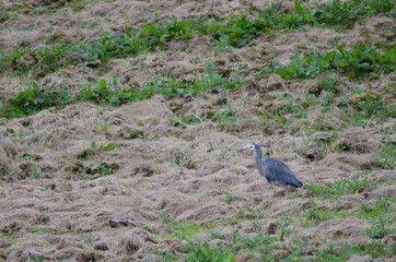 White-faced heron Egretta novaehollandiae. The Catlins. Otago. South Island. New Zealand.
