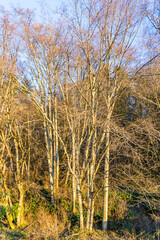 Fototapeta premium Tangled Winter Trees 2