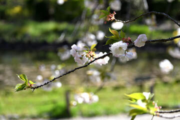 桜 白い花アップ