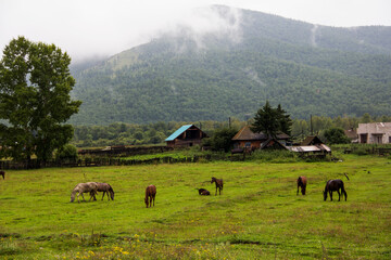 horses in the mountains