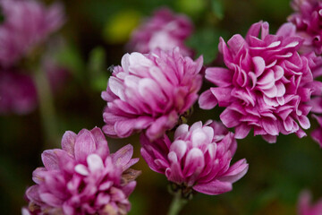 violet flowers in the garden close-up. empty space. nature and flora concept