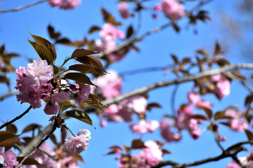 カンザン 里桜 ピンクの花アップ