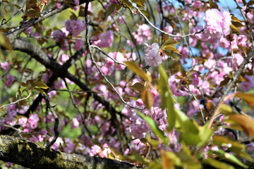 カンザン 里桜 ピンクの花