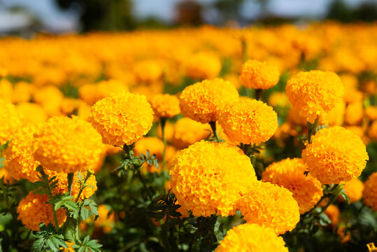 Amazing Mexican marigold flower in garden, on natural beautiful background.selection focus.