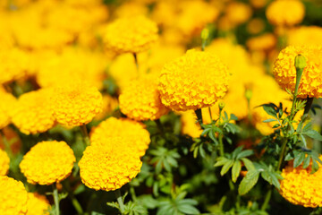 Amazing Mexican marigold flower in garden, on natural beautiful background.selection focus.