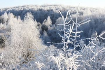 Rime on trees in the forest.Winter forest covered with snow.