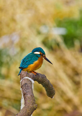 A beautiful bright turquoise king fisher in the nature