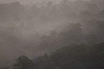 Rainforest in the fog. Tautuku Scenic Reserve. The Catlins. Otago. South Island. New Zealand.