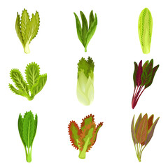 Collection of fresh salad leaves, radicchio, lettuce, romaine, kale, collard, sorrel, spinach, mizuna, healthy organic vegetarian food Illustration.