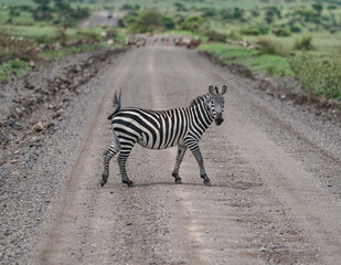 Fototapeta na wymiar Zebra crossing