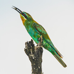 A bee-eater catches a bee