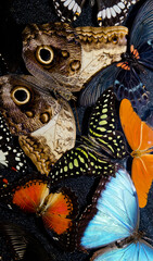 Fototapeta premium Butterflies collection in Dunedin airport. Dunedin. Otago. South Island. New Zealand.