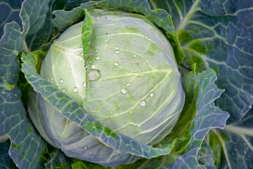 Obraz premium White cabbage growing in the garden with dew drops close-up.